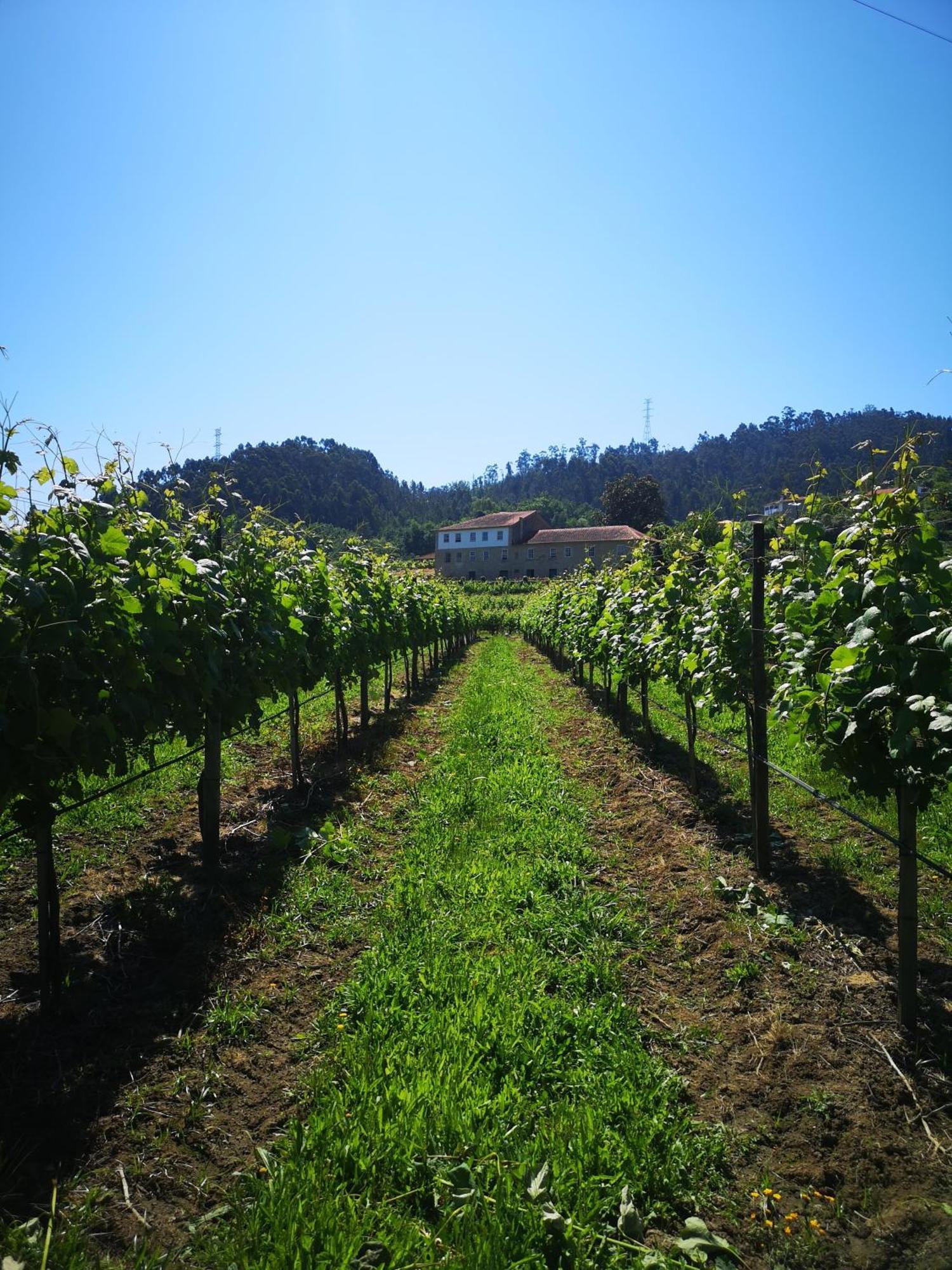 Quinta De Cypriano - Wine & Nature Ponte da Barca Exteriör bild